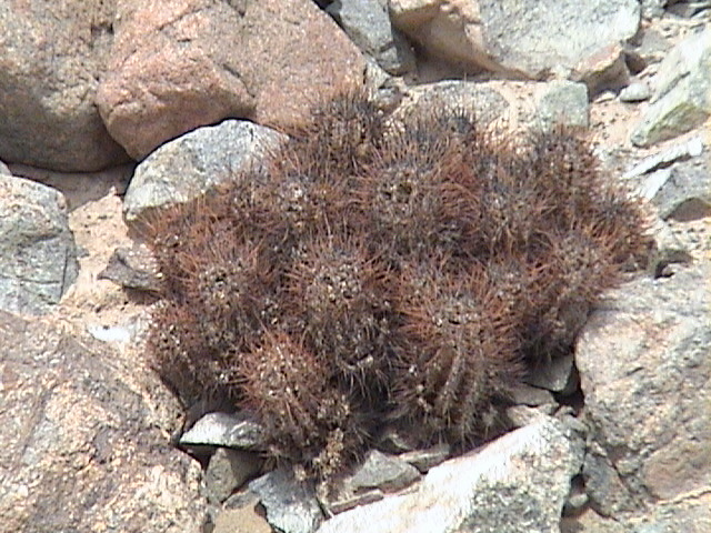 copiapoa solaris 2